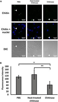 Chitin Facilitated Mineralization in the Eastern Oyster